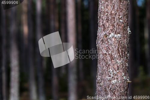 Image of Growing pine tree stem close up