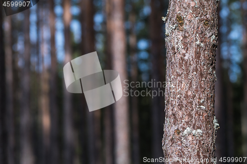 Image of Growing pine tree trunk close up