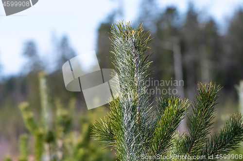 Image of Young pine tree plant with treatment against animals