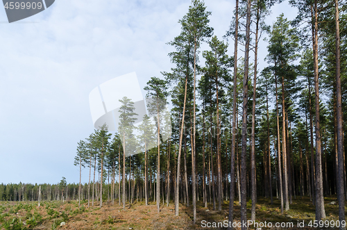 Image of Growing pine tree forest beside a pine tree plantation