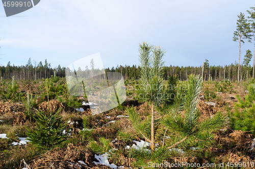 Image of Growing pine tree plants by springtime