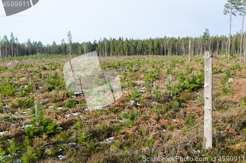 Image of High stump left in a pine tree plantation