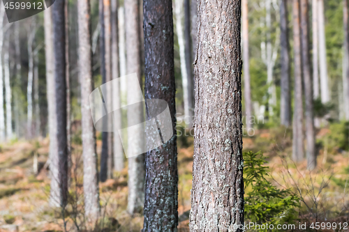 Image of Sunlit pine tree stem closeup in a bright forest