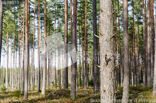 Image of Bright growing pine tree forest