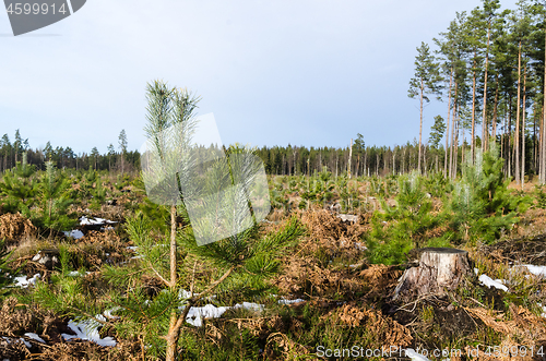 Image of Pine tree plantation in the woods