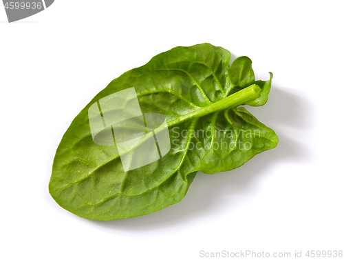 Image of fresh spinach leaf