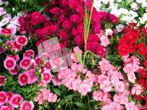 Image of Flower power
