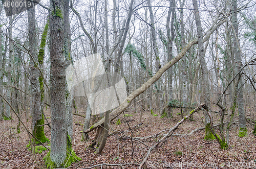 Image of Untouched deciduous forest in a swedish nature reserve on the is