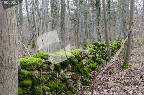 Image of Old green moss covered dry stone wall in a forest
