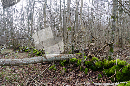 Image of Deciduous forest with natural thinning in a nature reserve