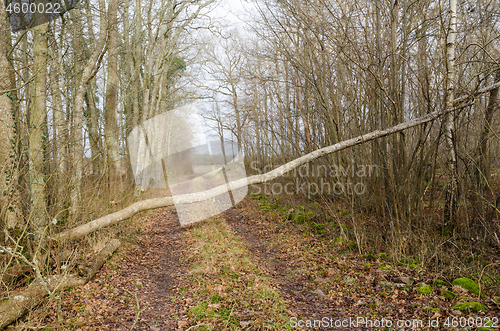 Image of Fallen tree blocking a country road