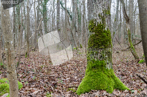 Image of Mossy green old tree root in a forest