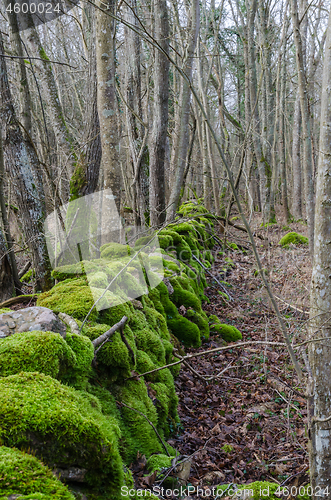 Image of Vivid green dry stone wall 