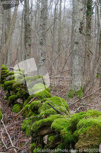 Image of Intense green mossy dry stone wall 