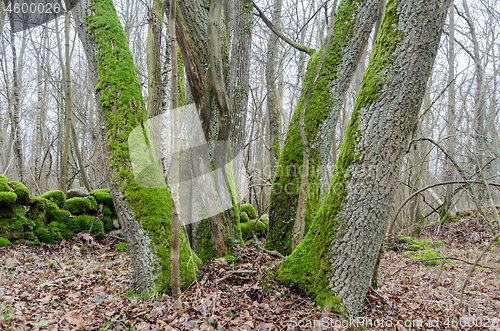 Image of Group with old mossy tree trunks in a nature reserve