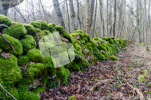 Image of Beautiful green moss covered dry stone wall