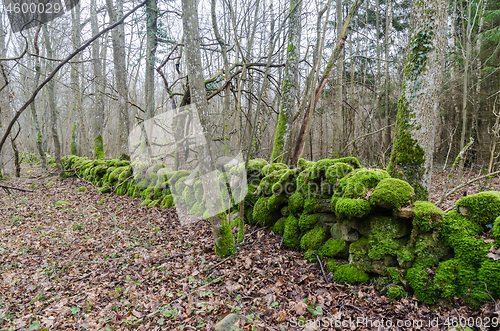 Image of Bright deciduous forest with a  green moss covered dry stone wal