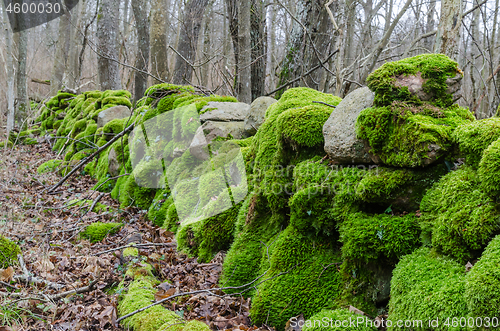 Image of Colorful moss covered dry stone wall