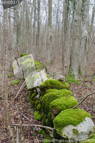Image of Old mossy dry stone wall in a grey forest