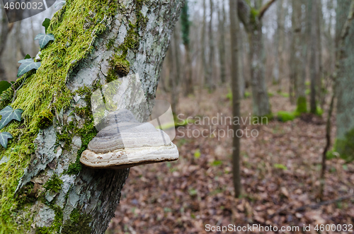 Image of Tinder fungus growing on a mossy tree trunk