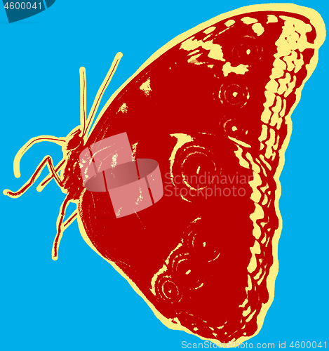 Image of Butterfly picture