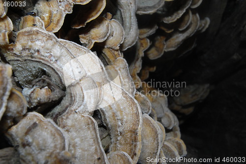 Image of Trametes versicolorn