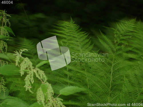 Image of grass