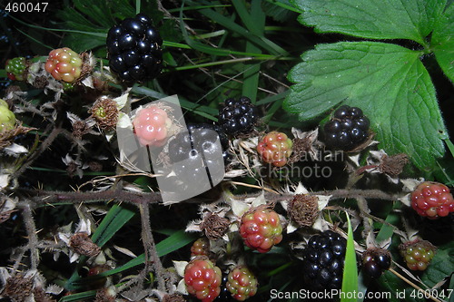 Image of Blackberry