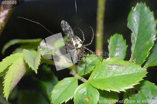 Image of Spider eating a fly