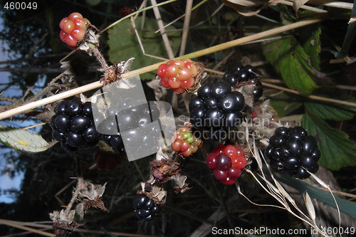 Image of blackberries