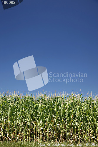 Image of Corn and sky