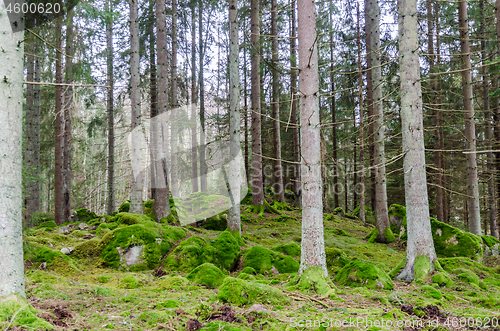 Image of Bright mossy forest