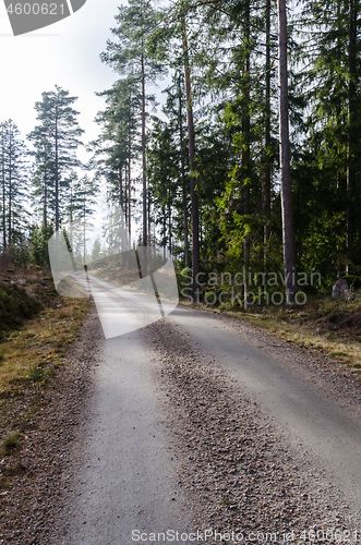 Image of Winding gravel road in the woods