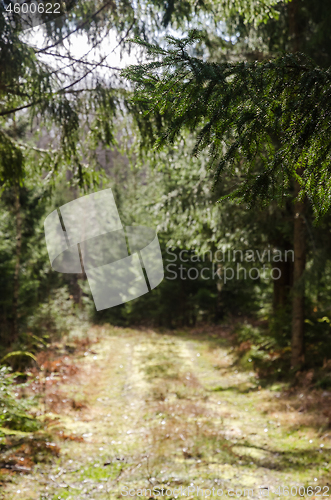 Image of Framed blurred forest road