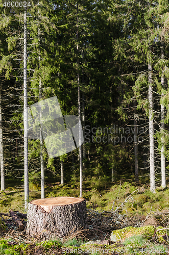 Image of Tree stump in a coniferuous forest