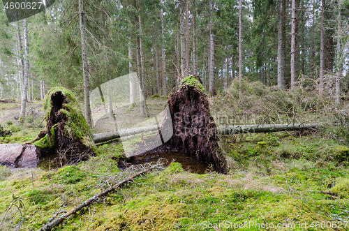 Image of Uprooted trees in a coniferuous forest