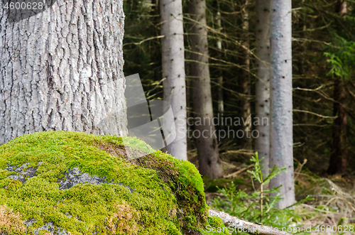 Image of Mossy rock in the foret