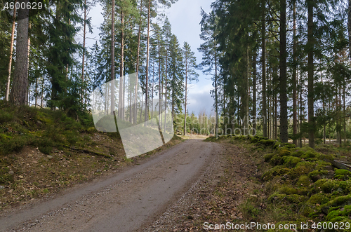 Image of Bright forest with a winding gravel road