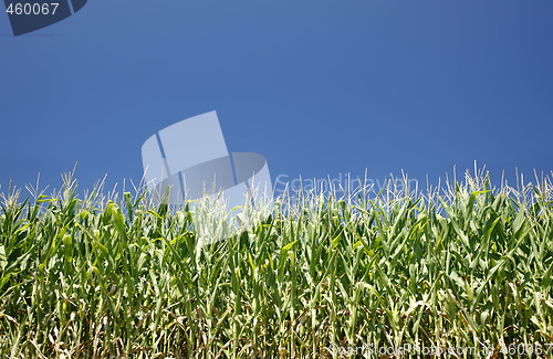 Image of Corn and sky