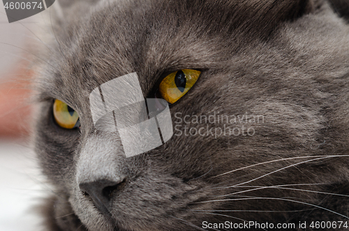 Image of Yellow green eyes of dark gray cat close-up