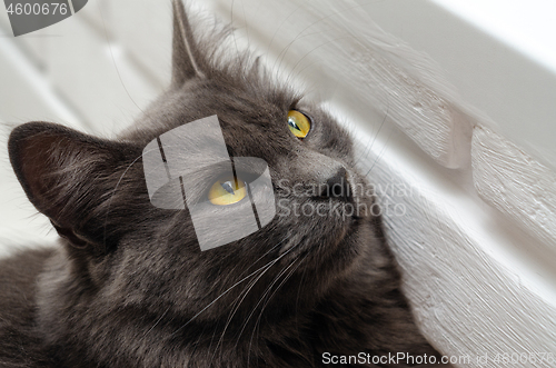 Image of The cat leaned against the wall and looked up, close-up