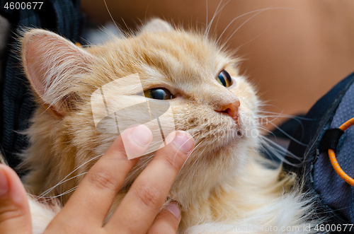 Image of Baby fingers stroke the face of a cat