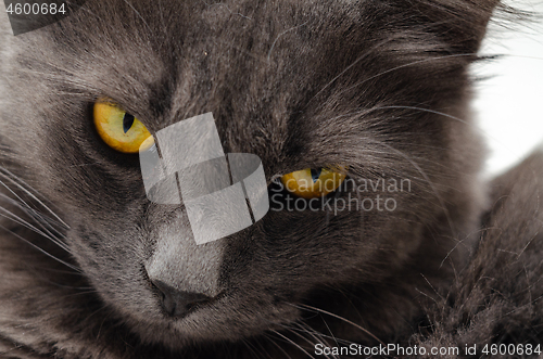 Image of The original close-up of the cat\'s look