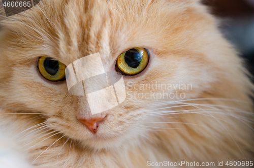 Image of The look of a red cat with yellow eyes