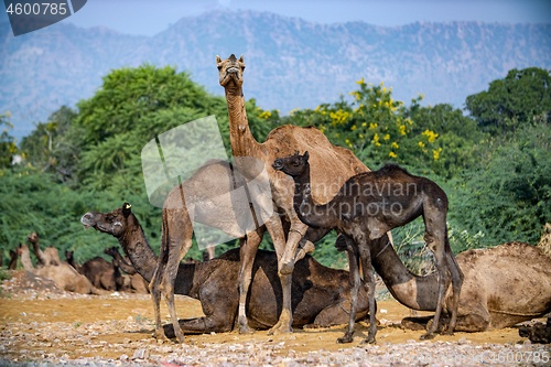 Image of Camels at the Pushkar Fair Rajasthan, India.