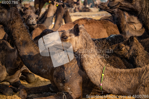 Image of Camels at the Pushkar Fair Rajasthan, India.