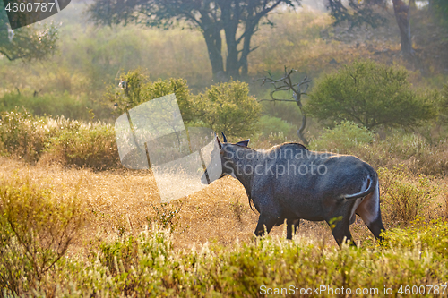 Image of Nilgai or blue bull is the largest Asian antelope and is endemic