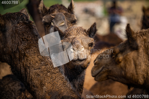 Image of Camels at the Pushkar Fair Rajasthan, India.