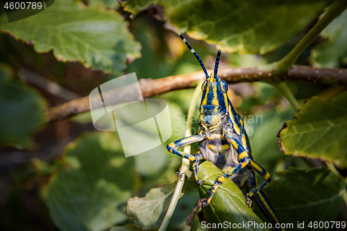 Image of Aularches miliaris is a monotypic grasshopper species of the gen