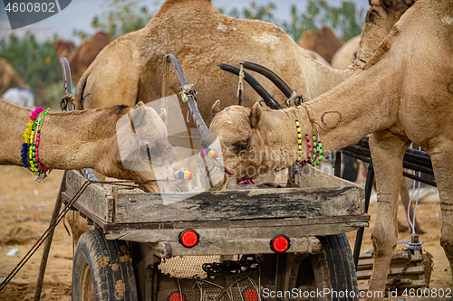 Image of Camels at the Pushkar Fair Rajasthan, India.